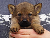 german shepherd puppy for sale