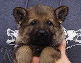 german shepherd puppy for sale