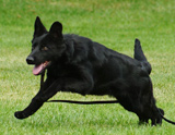 german shepherd puppy for sale