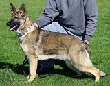 AKC registerd family companion german shepherd for sale