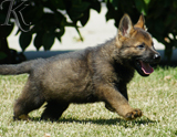 german shepherd puppy for sale