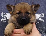 german shepherd puppy for sale