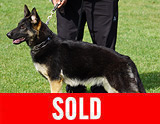 AKC registerd family companion german shepherd for sale