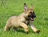 german shepherd puppy for sale