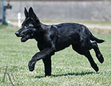 german shepherd puppy Dark