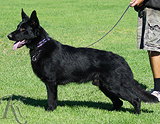 trained personal protection german shepherd dog for sale