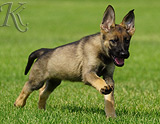 german shepherd puppy for sale