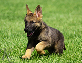 german shepherd puppy for sale