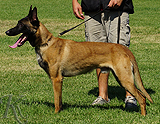 trained personal protection german shepherd dog for sale