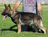 german shepherd puppy for sale