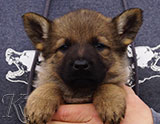 german shepherd puppy for sale