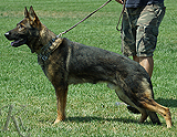 personal protection german shepherd dog for sale