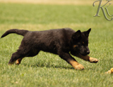 german shepherd puppies for sale