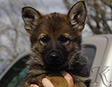 german shepherd puppy for sale