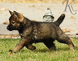 german shepherd puppy for sale