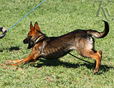 german shepherd puppies for sale