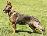 german shepherd dog