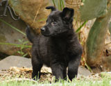 german shepherd puppies for sale