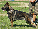 trained personal protection german shepherd dog for sale