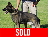 AKC registerd family companion german shepherd for sale