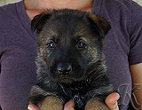 german shepherd puppy for sale