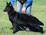 german shepherd puppy for sale