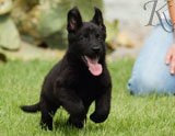 german shepherd puppies for sale