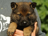 german shepherd puppy for sale