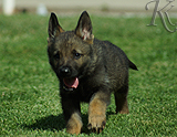 german shepherd puppy for sale