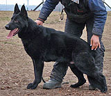 trained German Shepherd  dog for sale