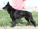 German Shepherd female Dipsy