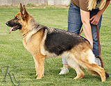 German Shepherd female  Djana