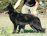 german shepherd Griselda's Domino