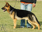 trained personal protection german shepherd dog for sale