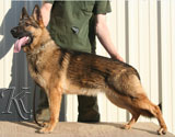 german shepherd  Dona