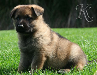 german shepherd  puppy Delila