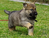 german shepherd puppy for sale