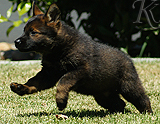 german shepherd puppy for sale