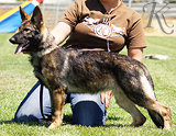 german shepherd puppies for sale