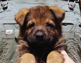 german shepherd puppy for sale