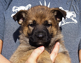 german shepherd puppy for sale