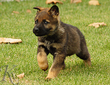 german shepherd puppy for sale