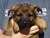 german shepherd puppy for sale