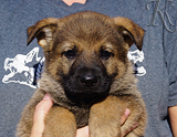 german shepherd puppy for sale