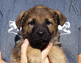 german shepherd puppy for sale