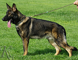 trained personal protection german shepherd dog for sale