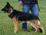 trained personal protection german shepherd dog for sale