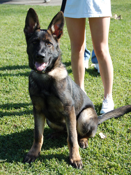 German Shepherd puppy