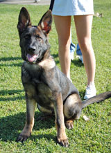 german shepherd puppy Dust