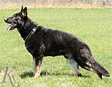 German Shepherd protection dog for sale